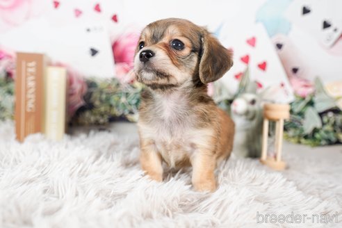 成約済の茨城県のチワックス:チワワ×ミニチュアダックスフンド-283957の3枚目